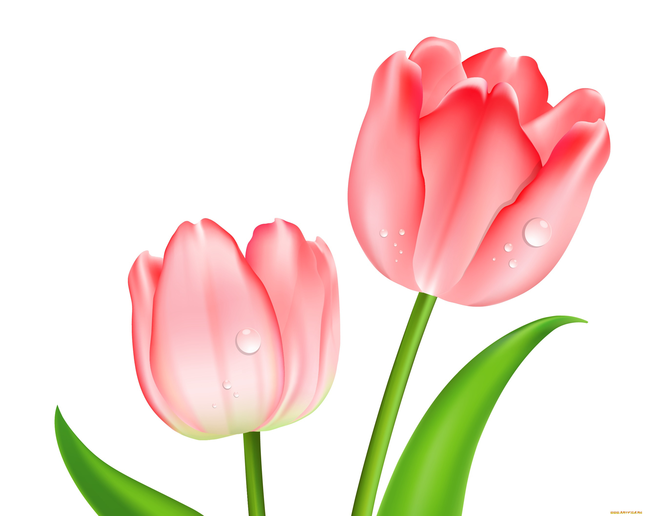 ,  , flowers, , 